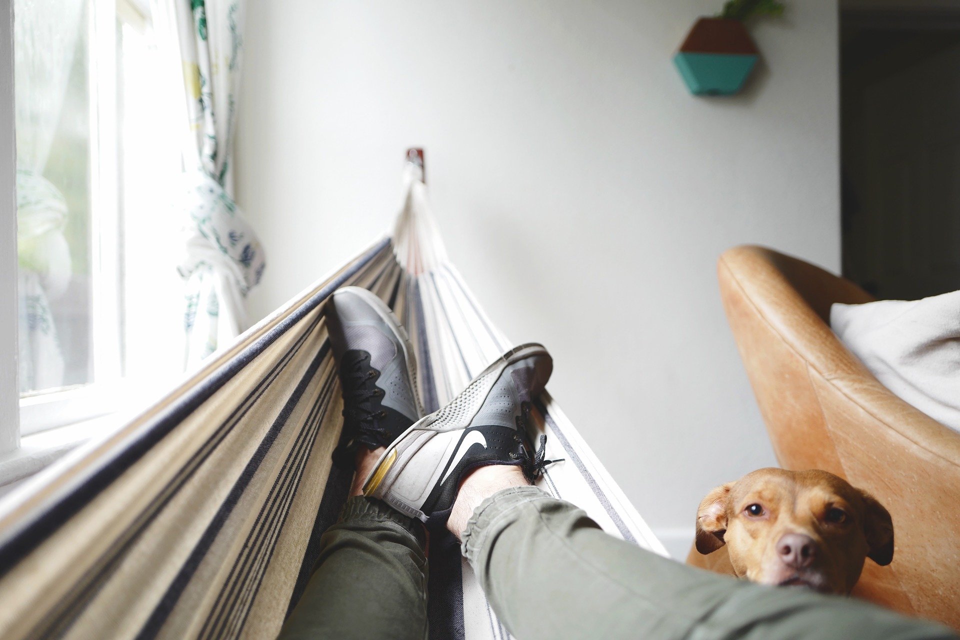 relaxing in a hammock with dog