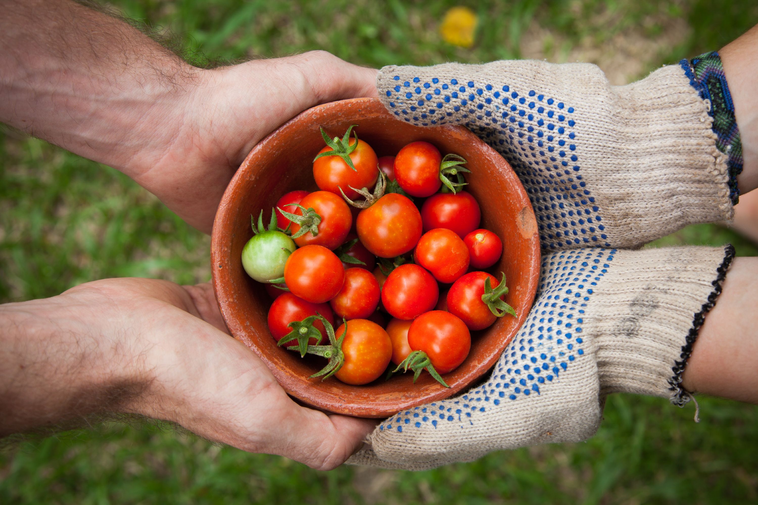 hands with tomatoes